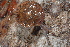  ( - UF447226A)  @11 [ ] CreativeCommons - Attribution Non-Commercial Share-Alike (2011) John Slapcinsky Florida Museum of Natural History