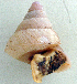  (Ganesella - UF333114a)  @11 [ ] CreativeCommons - Attribution Non-Commercial Share-Alike (2011) John Slapcinsky Florida Museum of Natural History