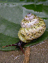  (Canefriula - UF366187A)  @15 [ ] CreativeCommons - Attribution Non-Commercial Share-Alike (2011) John Slapcinsky Florida Museum of Natural History