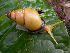  ( - UF366457A)  @13 [ ] CreativeCommons - Attribution Non-Commercial Share-Alike (2011) John Slapcinsky Florida Museum of Natural History