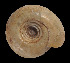 (Ammonitella - UF382865A)  @13 [ ] CreativeCommons - Attribution Non-Commercial Share-Alike (2011) Unspecified Florida Museum of Natural History