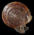  ( - UF382868A)  @11 [ ] CreativeCommons - Attribution Non-Commercial Share-Alike (2011) Unspecified Florida Museum of Natural History