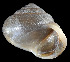  ( - UF382938A)  @13 [ ] CreativeCommons - Attribution Non-Commercial Share-Alike (2011) Unspecified Florida Museum of Natural History