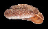  ( - UF382976A)  @13 [ ] CreativeCommons - Attribution Non-Commercial Share-Alike (2011) Unspecified Florida Museum of Natural History