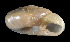  ( - UF383037A)  @13 [ ] CreativeCommons - Attribution Non-Commercial Share-Alike (2011) Unspecified Florida Museum of Natural History