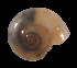  ( - UF383039A)  @12 [ ] CreativeCommons - Attribution Non-Commercial Share-Alike (2011) Unspecified Florida Museum of Natural History