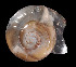  ( - UF383042A)  @11 [ ] CreativeCommons - Attribution Non-Commercial Share-Alike (2011) Unspecified Florida Museum of Natural History