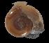  ( - UF383071A)  @11 [ ] CreativeCommons - Attribution Non-Commercial Share-Alike (2011) Unspecified Florida Museum of Natural History