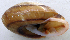  (Pleurodonte - UF415450A)  @11 [ ] CreativeCommons - Attribution Non-Commercial Share-Alike (2011) John Slapcinsky Florida Museum of Natural History