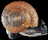  (Kalidos propeanobrachis - UF425668A)  @11 [ ] CreativeCommons - Attribution Non-Commercial Share-Alike (2011) Unspecified Florida Museum of Natural History
