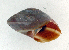  (Pseudobba - UF426695a)  @11 [ ] CreativeCommons - Attribution Non-Commercial Share-Alike (2011) John Slapcinsky Florida Museum of Natural History