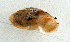  (Landouria - UF426756a)  @11 [ ] CreativeCommons - Attribution Non-Commercial Share-Alike (2011) John Slapcinsky Florida Museum of Natural History