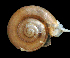  ( - UF437634A)  @12 [ ] CreativeCommons - Attribution Non-Commercial Share-Alike (2011) Florida Museum of Natural History Florida Museum of Natural History