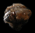  (Euconulus chersinus - UF437636A)  @12 [ ] CreativeCommons - Attribution Non-Commercial Share-Alike (2011) Florida Museum of Natural History Florida Museum of Natural History