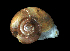  (Glyphyalinia cumberlandiana - UF437650A)  @11 [ ] CreativeCommons - Attribution Non-Commercial Share-Alike (2011) Florida Museum of Natural History Florida Museum of Natural History