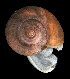  ( - UF437682A)  @13 [ ] CreativeCommons - Attribution Non-Commercial Share-Alike (2011) Florida Museum of Natural History Florida Museum of Natural History