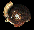 ( - UF437688A)  @13 [ ] CreativeCommons - Attribution Non-Commercial Share-Alike (2011) Florida Museum of Natural History Florida Museum of Natural History