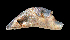  ( - UF437693A)  @13 [ ] CreativeCommons - Attribution Non-Commercial Share-Alike (2011) Florida Museum of Natural History Florida Museum of Natural History
