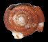  ( - UF437701A)  @12 [ ] CreativeCommons - Attribution Non-Commercial Share-Alike (2011) Florida Museum of Natural History Florida Museum of Natural History