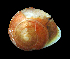  (Helicina clappi - UF437820A)  @13 [ ] CreativeCommons - Attribution Non-Commercial Share-Alike (2011) Unspecified Florida Museum of Natural History