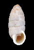  (Cerion incanum - UF437825A)  @14 [ ] CreativeCommons - Attribution Non-Commercial Share-Alike (2011) Unspecified Florida Museum of Natural History