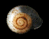  (Vallonia cyclophorella - UF444735A)  @12 [ ] CreativeCommons - Attribution Non-Commercial Share-Alike (2011) Unspecified Florida Museum of Natural History