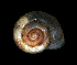  ( - UF444743A)  @12 [ ] CreativeCommons - Attribution Non-Commercial Share-Alike (2011) Unspecified Florida Museum of Natural History