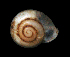  ( - UF444744A)  @12 [ ] CreativeCommons - Attribution Non-Commercial Share-Alike (2011) Unspecified Florida Museum of Natural History