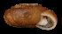  ( - UF444768A)  @11 [ ] CreativeCommons - Attribution Non-Commercial Share-Alike (2011) Unspecified Florida Museum of Natural History