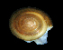  ( - UF444793A)  @12 [ ] CreativeCommons - Attribution Non-Commercial Share-Alike (2011) Unspecified Florida Museum of Natural History