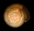  ( - UF444803A)  @13 [ ] CreativeCommons - Attribution Non-Commercial Share-Alike (2011) Unspecified Florida Museum of Natural History