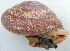  (Pleurodonte valida - UF444928A)  @11 [ ] CreativeCommons - Attribution Non-Commercial Share-Alike (2011) John Slapcinsky Florida Museum of Natural History