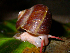  (Incidostoma - UF445026A)  @11 [ ] CreativeCommons - Attribution Non-Commercial Share-Alike (2011) John Slapcinsky Florida Museum of Natural History