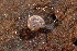  ( - UF446018A)  @12 [ ] CreativeCommons - Attribution Non-Commercial (2011) John Slapcinsky Florida Museum of Natural History