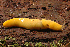  (Arionidae - UF446035A)  @15 [ ] CreativeCommons - Attribution Non-Commercial (2011) John Slapcinsky Florida Museum of Natural History