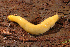  ( - UF446043A)  @11 [ ] CreativeCommons - Attribution Non-Commercial (2011) John Slapcinsky Florida Museum of Natural History