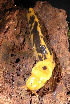  ( - UF446053A)  @13 [ ] CreativeCommons - Attribution Non-Commercial (2011) John Slapcinsky Florida Museum of Natural History