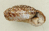  ( - UF447084A)  @14 [ ] CreativeCommons - Attribution Non-Commercial Share-Alike (2011) John Slapcinsky Florida Museum of Natural History
