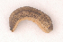  ( - UF447144C)  @12 [ ] CreativeCommons - Attribution Non-Commercial Share-Alike (2011) John Slapcinsky Florida Museum of Natural History
