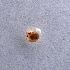  ( - UF448749A)  @13 [ ] CreativeCommons - Attribution Non-Commercial Share-Alike (2011) John Slapcinsky Florida Museum of Natural History
