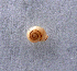  (Vallonia excentrica - UF448750A)  @12 [ ] CreativeCommons - Attribution Non-Commercial Share-Alike (2011) John Slapcinsky Florida Museum of Natural History