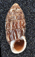  (Cerion fraternum - UF449208A)  @11 [ ] CreativeCommons - Attribution Non-Commercial Share-Alike (2011) John Slapcinsky Florida Museum of Natural History