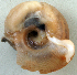  ( - UF449243A)  @11 [ ] CreativeCommons - Attribution Non-Commercial Share-Alike (2011) John Slapcinsky Florida Museum of Natural History