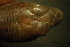  ( - gDNA MTD-TD 25642a)  @11 [ ] Copyright (c) (2025) Zinenko Oleksandr Museum of Nature of V.N. Karazin Kharkiv National University