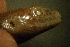  ( - gDNA MTD-TD 25642a)  @11 [ ] Copyright (c) (2025) Zinenko Oleksandr Museum of Nature of V.N. Karazin Kharkiv National University