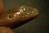  ( - gDNA MTD-TD 25642b)  @11 [ ] Copyright (c) (2025) Zinenko Oleksandr Museum of Nature of V.N. Karazin Kharkiv National University