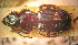  ( - BGE_00900_B11)  @11 [ ] Copyright (c) (2025) Zinenko Oleksandr Museum of Nature of V.N. Karazin Kharkiv National University