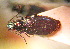  ( - BGE_00900_B02)  @11 [ ] Copyright (c) (2025) Zinenko Oleksandr Museum of Nature of V.N. Karazin Kharkiv National University