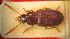  (Ophonus gabrieleae - BGE_00900_B05)  @11 [ ] Copyright (c) (2025) Zinenko Oleksandr Museum of Nature of V.N. Karazin Kharkiv National University