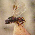  (Opius hoplocrotaphiopsis - BGE_00900_B08)  @11 [ ] Copyright (c) (2025) Zinenko Oleksandr Museum of Nature of V.N. Karazin Kharkiv National University